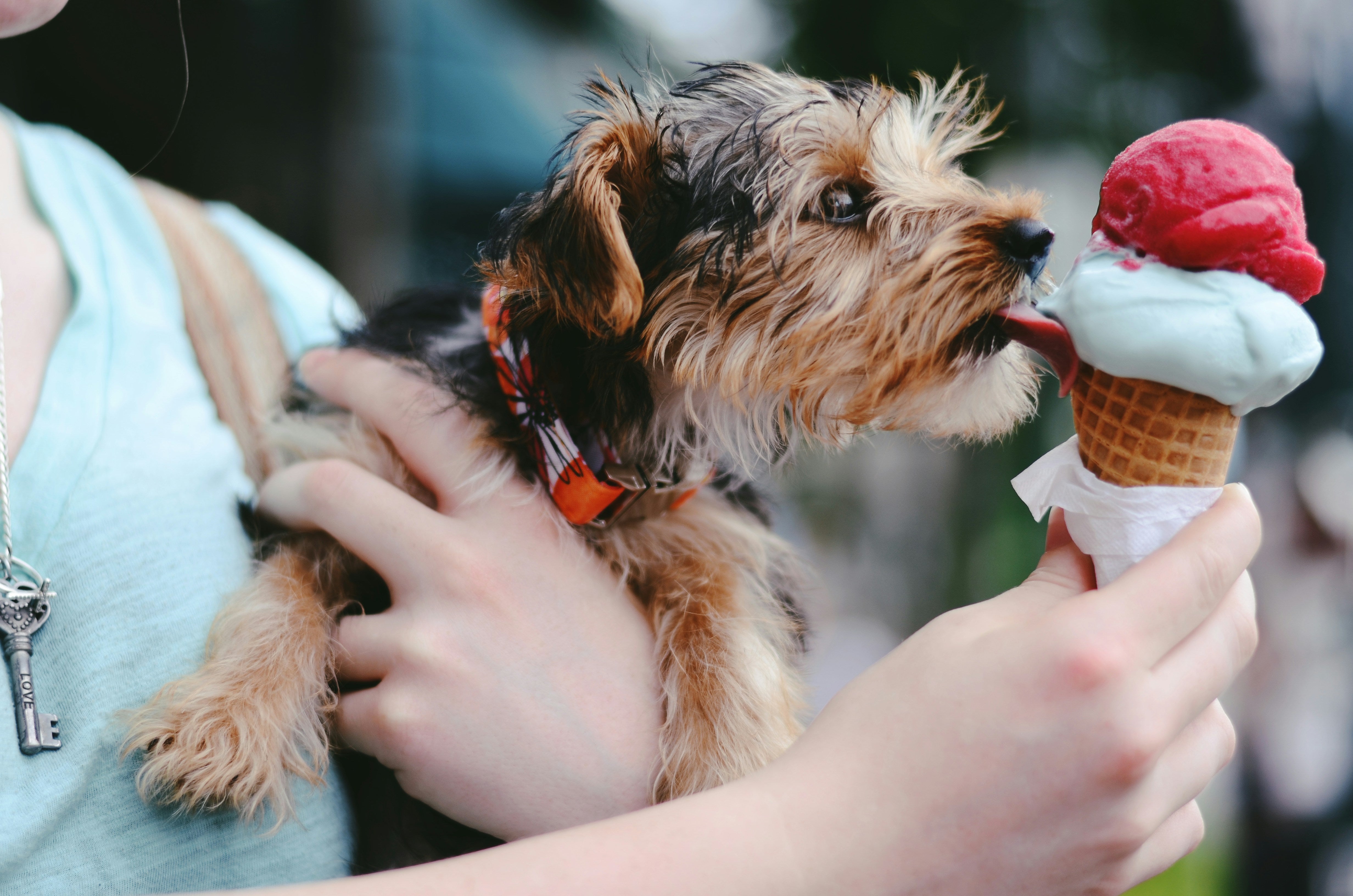 The Best Supplement for Dog Dandruff in 2024 Mighty Munch