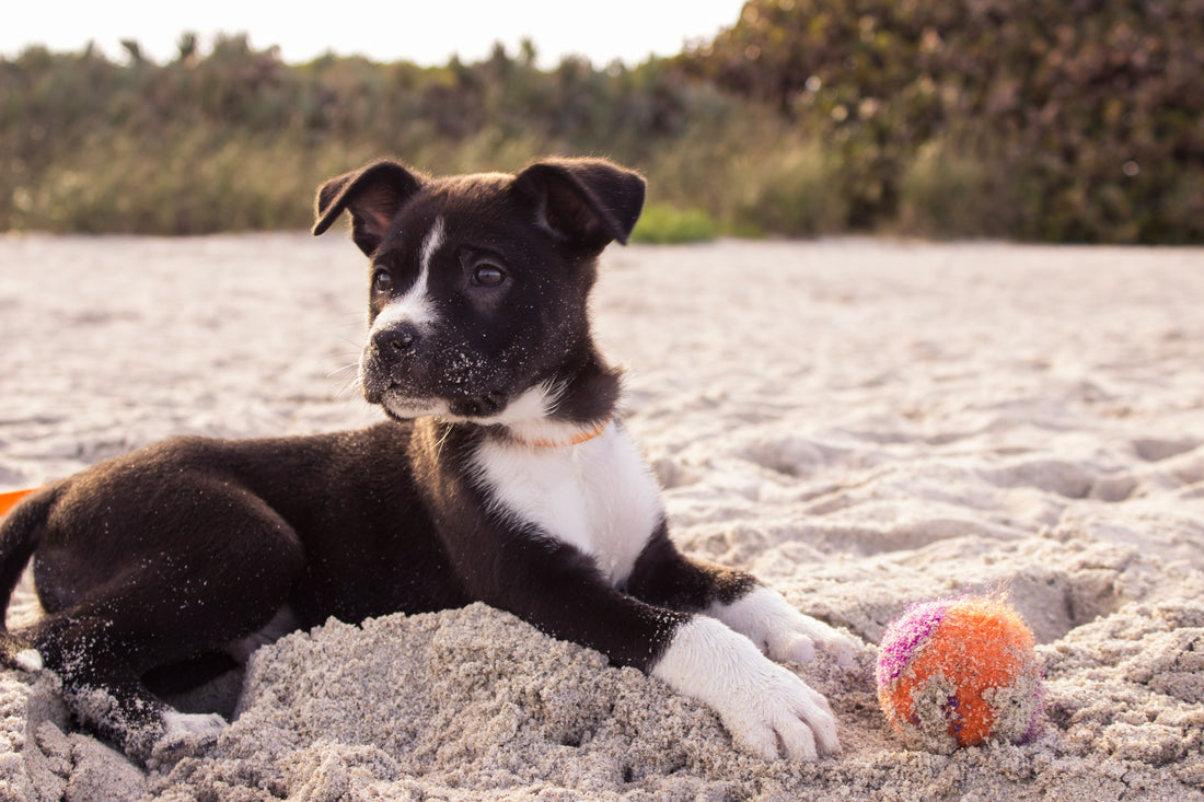 How Often Should Dogs Have a Dental Cleaning?