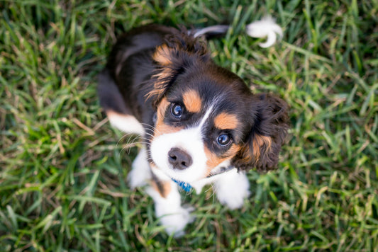 What Do Dental Sticks Do for Dogs?