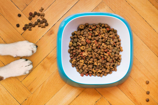 What is the Best Dog Food Topper?