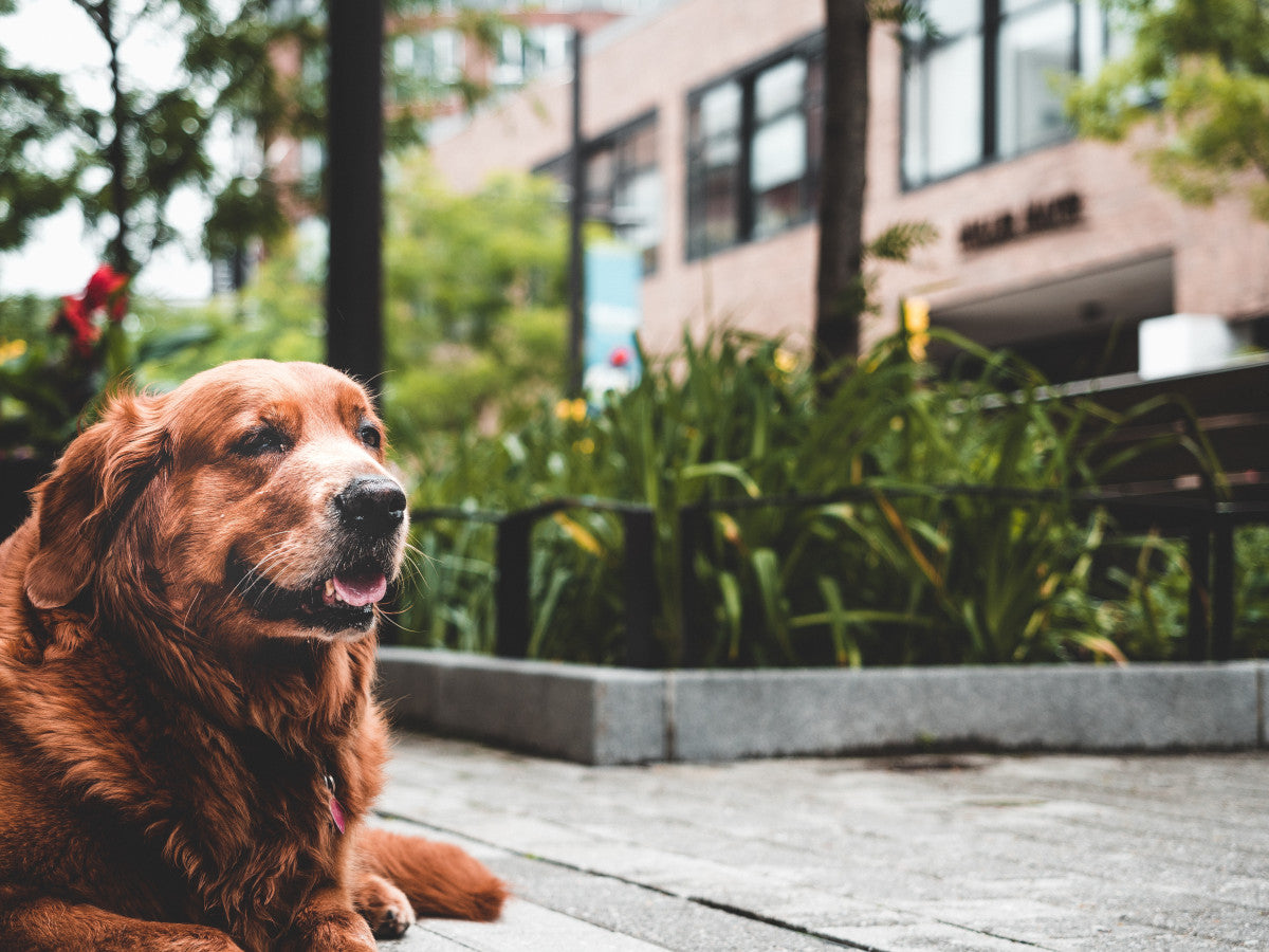 The best dog sales probiotics