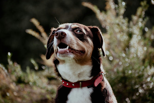 Can I Brush My Dogs Teeth With Toothpaste? How to Brush Dogs Teeth With Toothpaste