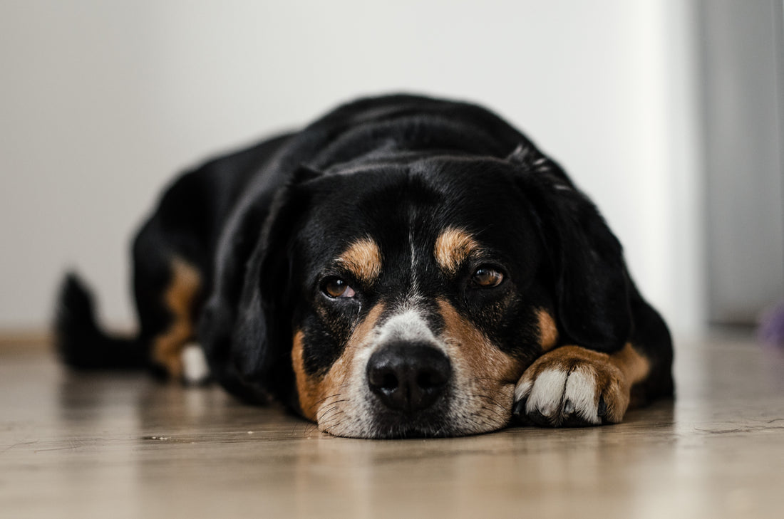 How to Help a Dog With Arthritis at Home