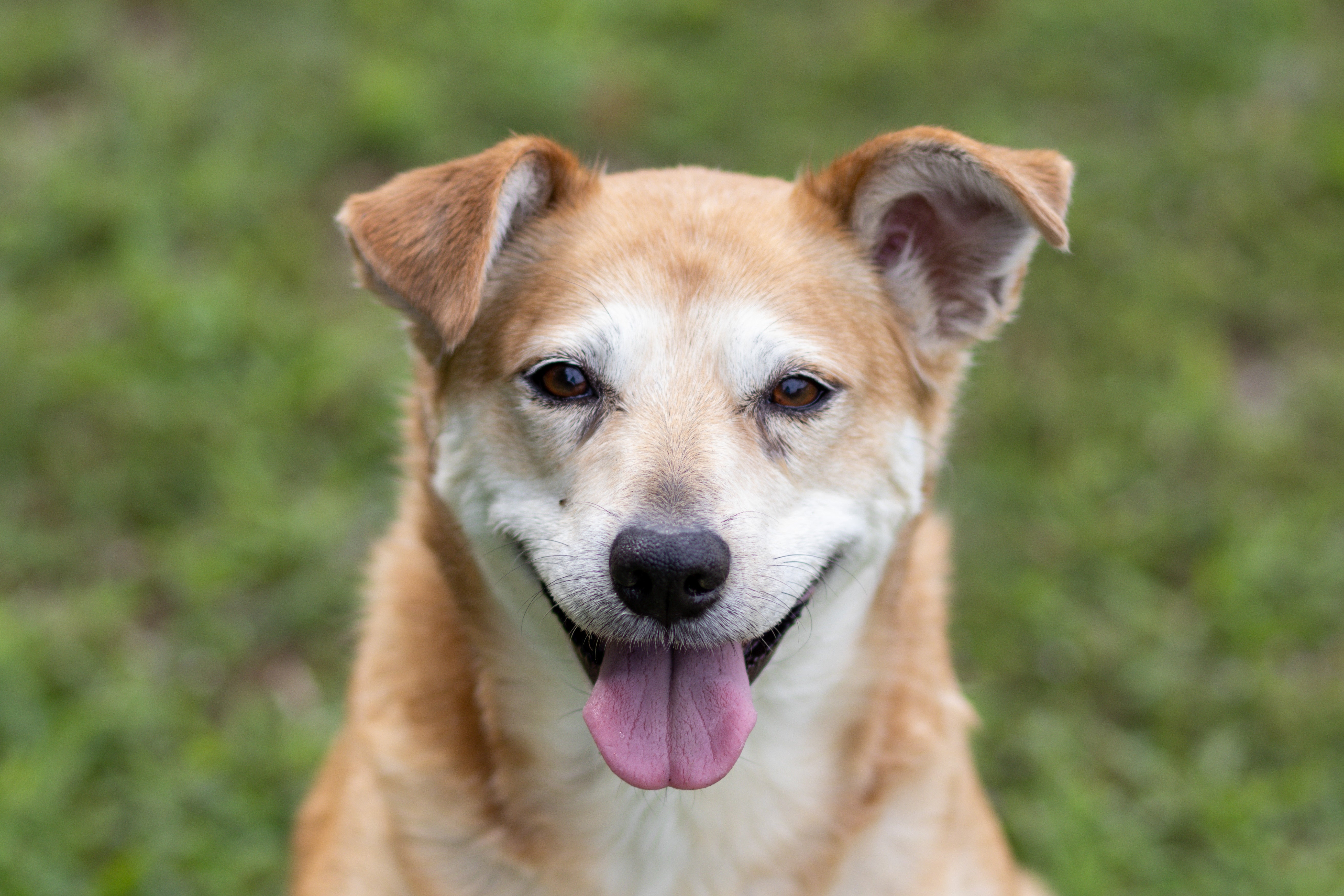 Dog food clearance for joint health