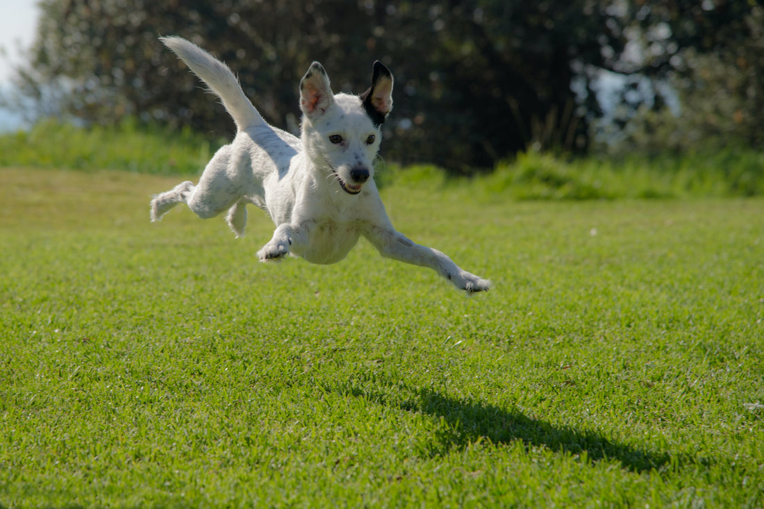 Where to Buy Dog Supplements in Australia